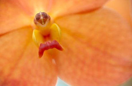 Orchid macro photography art print for home and office interior design