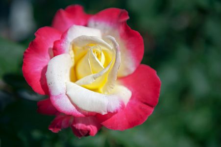 Rose flower photo art print