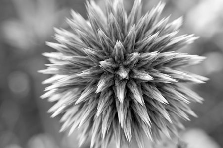 Thistle black and white photography art print for interior design