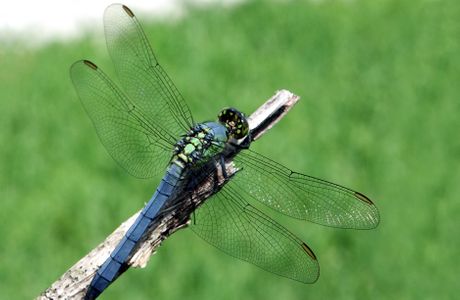 Dragonfly nature photography art print
