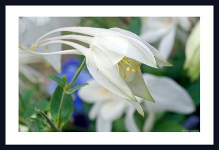 Columbine flower art print for home and office