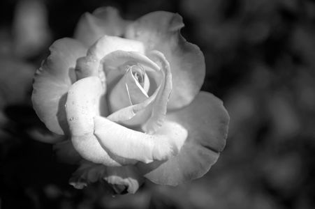 Rose flower black & white photography art print