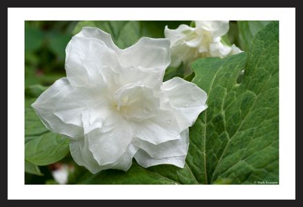 Double Trillium flower art print for home and office