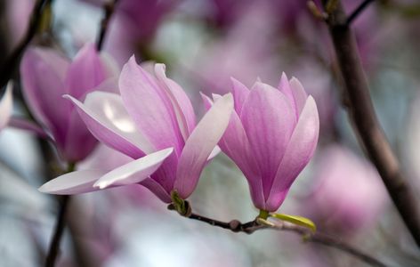 Magnolia blossoms flower art print
