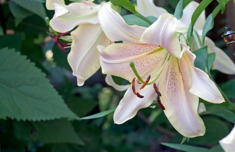 Lily flower photography art print for home and office