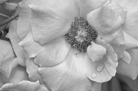 Flower Rose fine art photo print macro b&w
