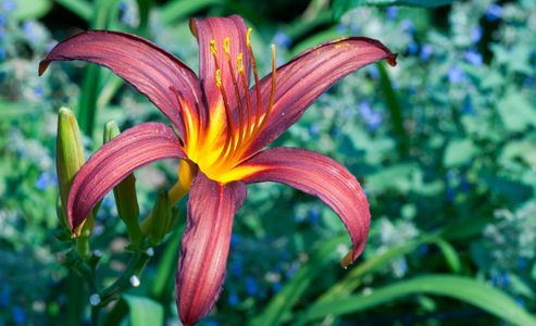Lily flower photography art print for home and office