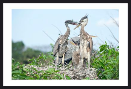Young Great Blue Herons in the nest art print