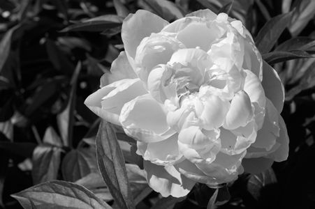 Peony flower photography art print in black and white