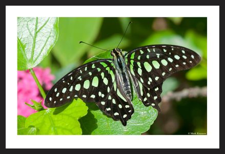 Malachite Butterfly art print