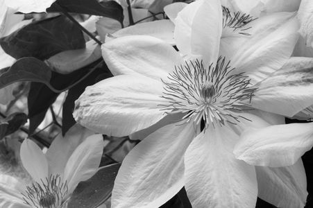 Clematis flower photography art print in black & white