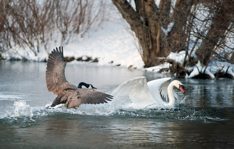 Goose chasing Swan art print
