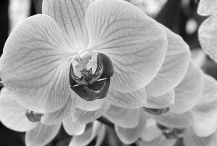 Orchid flower photography black & white art print for home and office