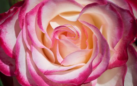 Rose photography flower art print