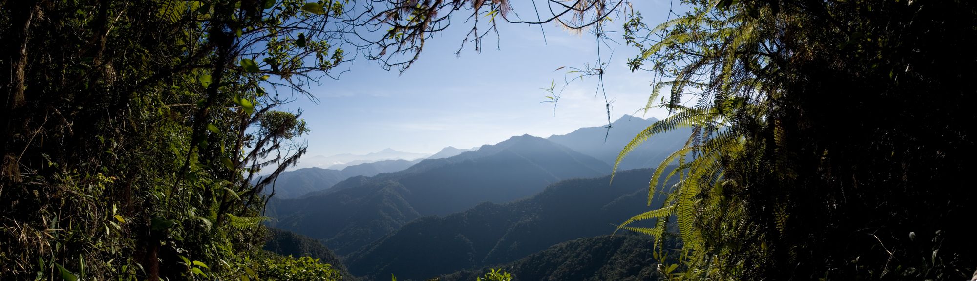 CloudForestPanoramic.jpg