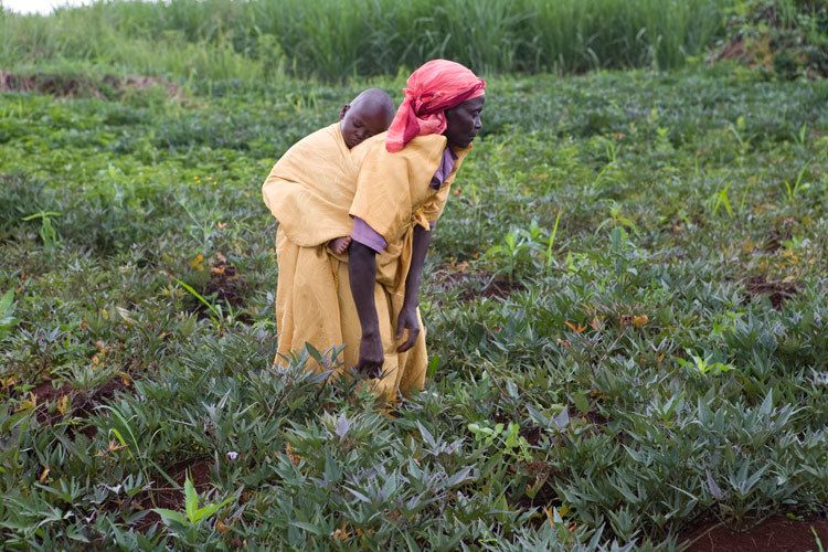 Florence Ngasirwe, 58 years harvesting crops with a sleeping grandchild on her back. Masindi district, Uganda. 1uganda_education_farming_16.jpg
