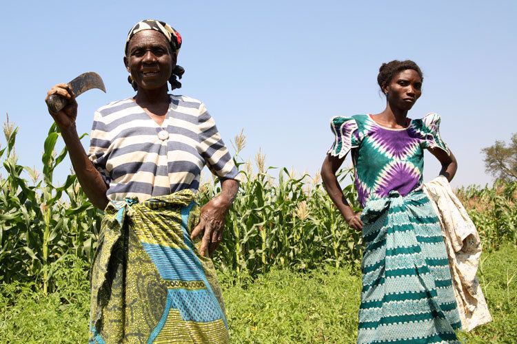 Gelinesi Mzoza and Esnart Biziweki harvest crops in the Lifidzi fields, Malawi. The women were able to buy The crop seeds with funds provided through an ActionAid Income generating Scheme. 1malawi_women_farming.jpg