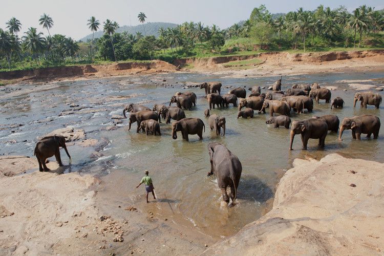 Elephant Orphanage, Sri Lanka 1sri_lanka_elephant.jpg