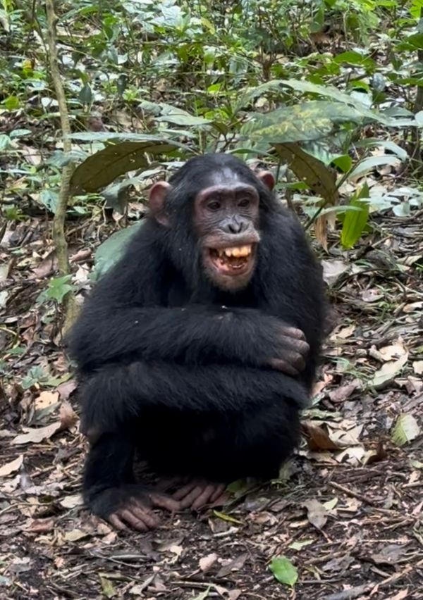 24 uganda gorilla teeth.jpeg