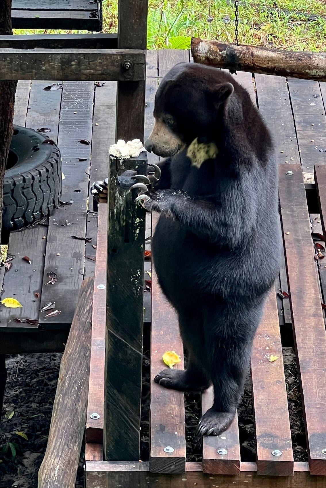 24 Malaysia Matang157.jpg