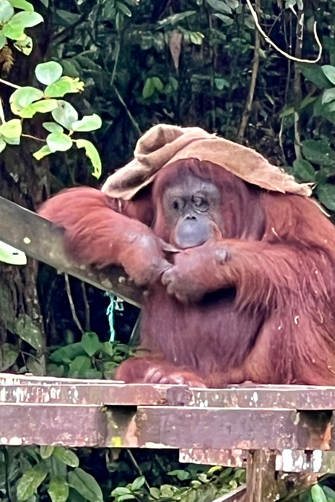 24 Malaysia Matang132.jpg