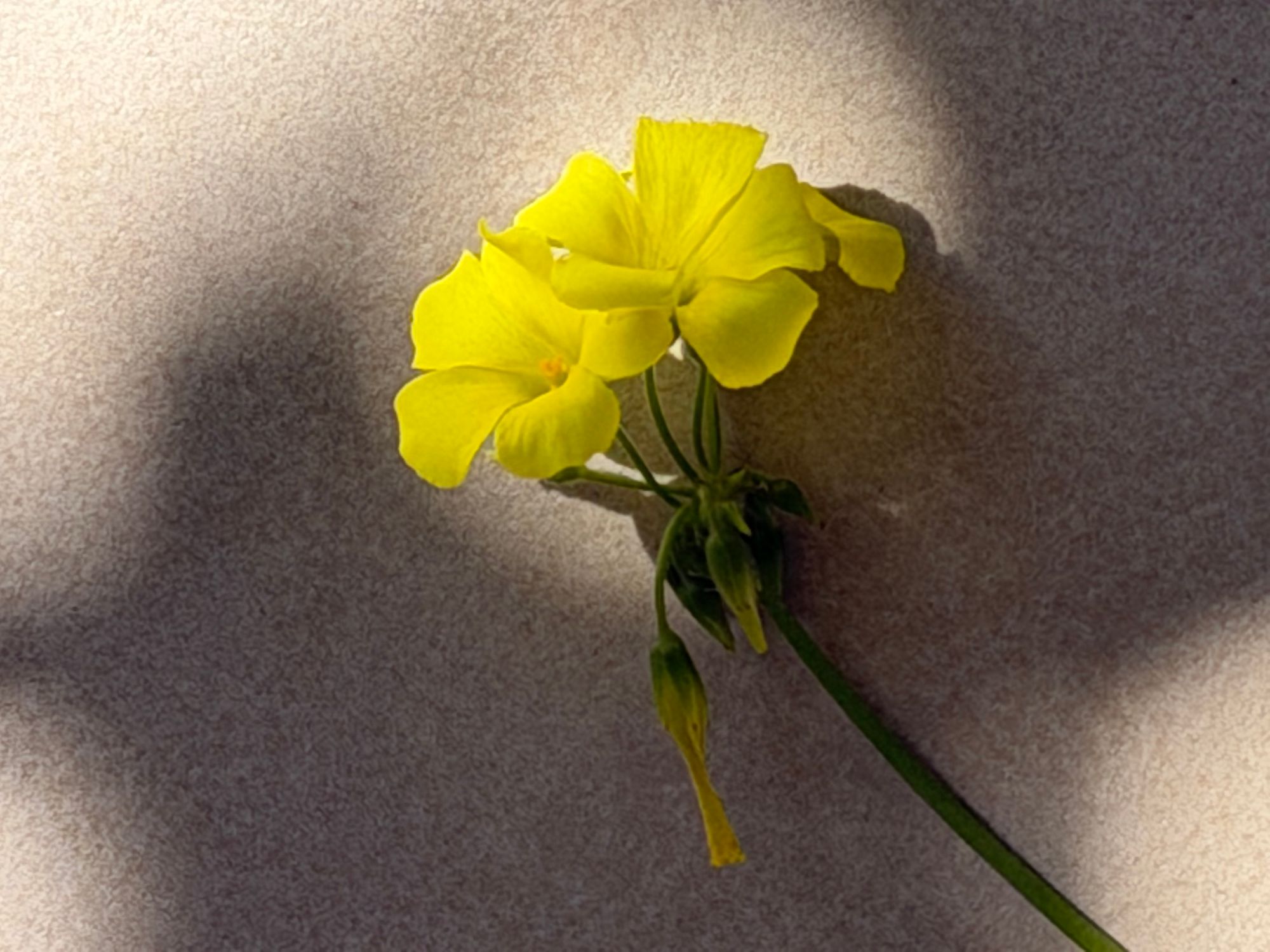 yellow flowers San José.jpeg