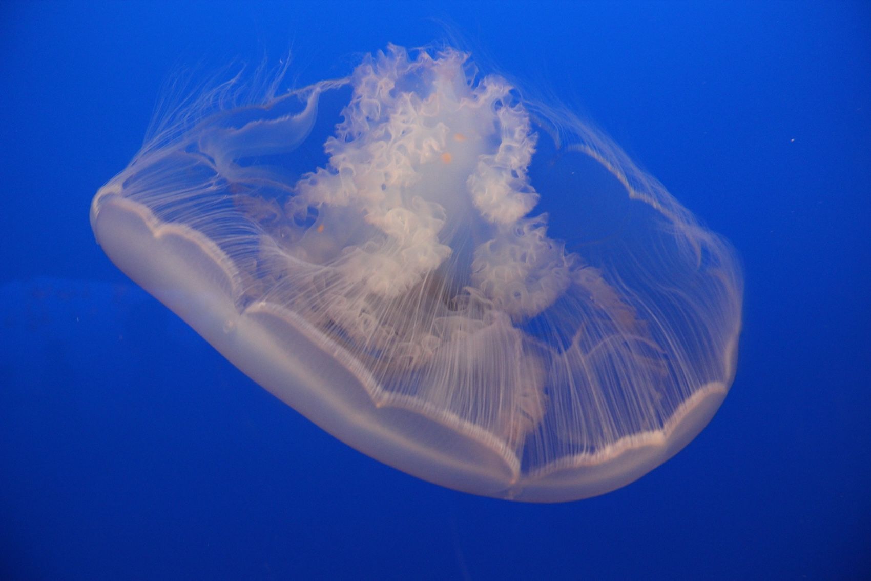 2015 CA Aquarium7.JPG