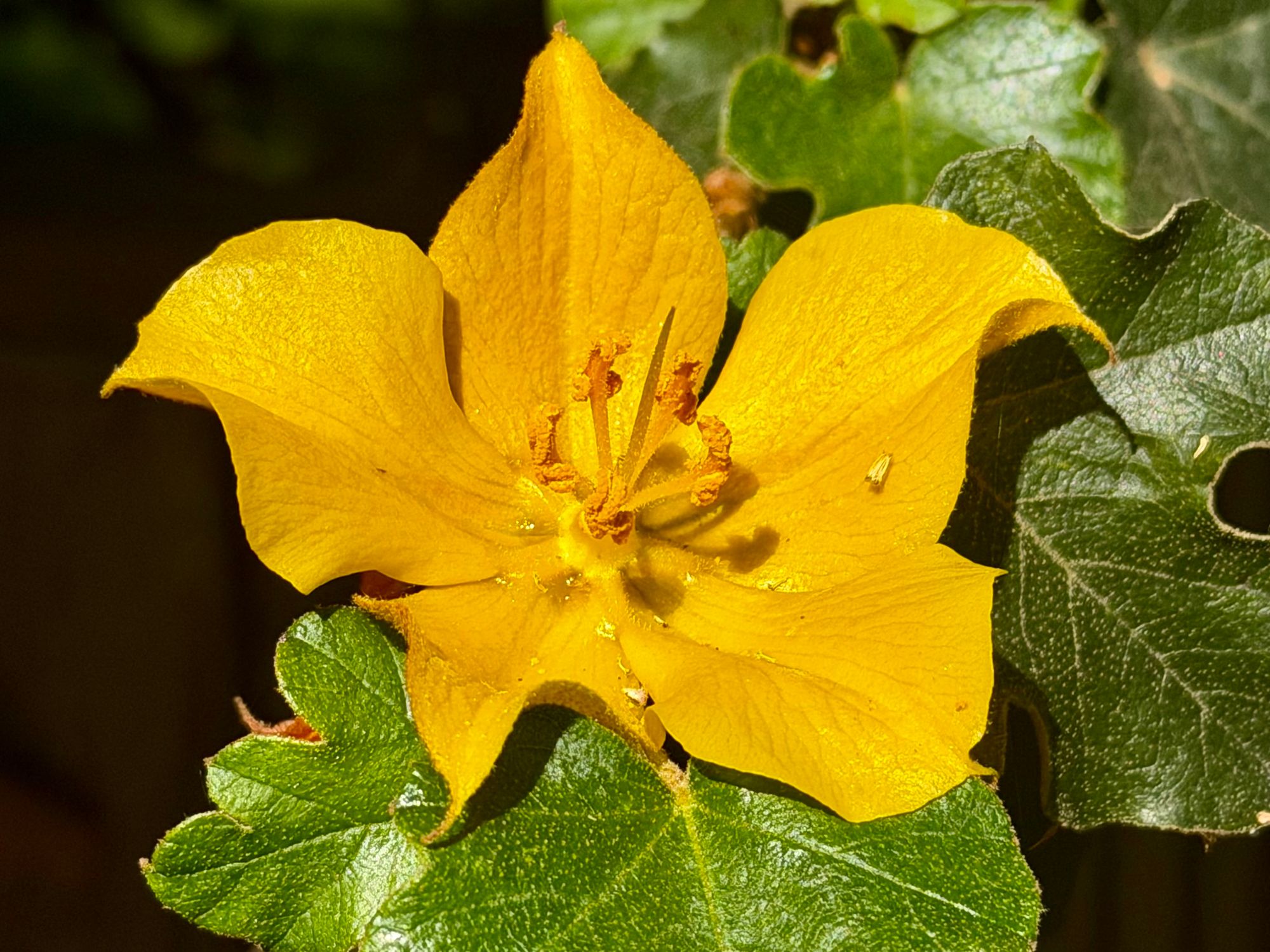 yellow flower 3 San José.jpeg