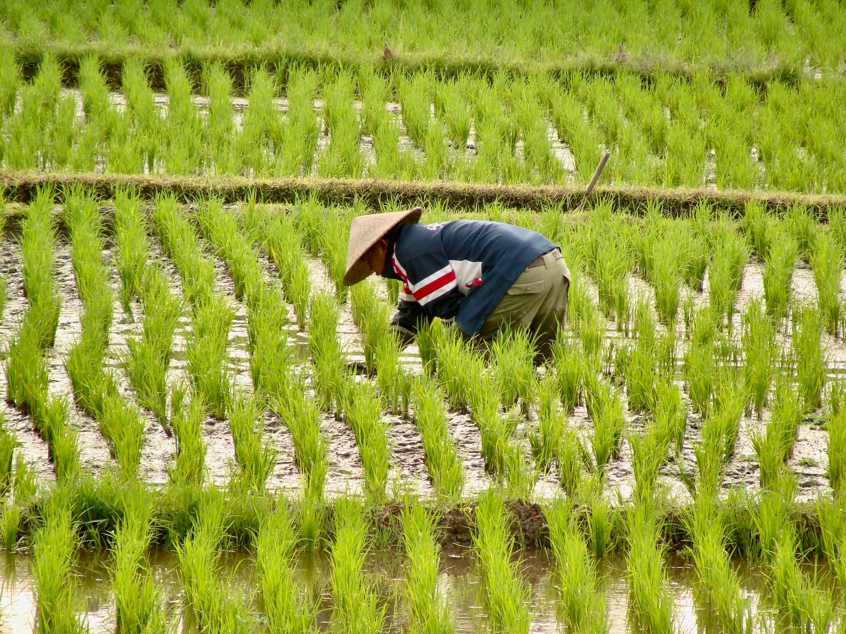 Bali Ubed rice field.JPG