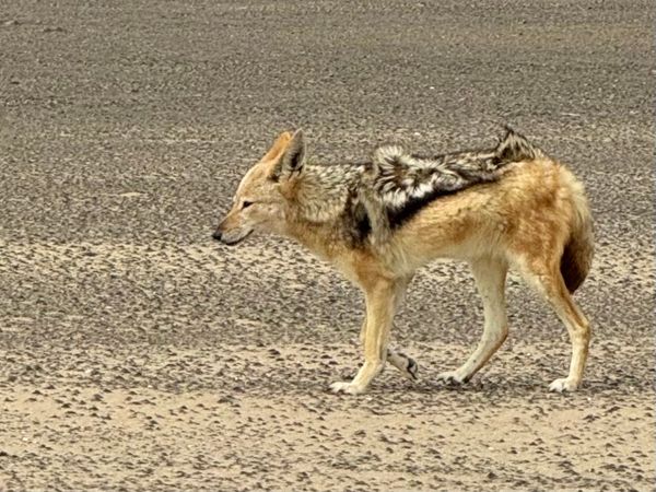 24 namibia jackel etosha.jpeg