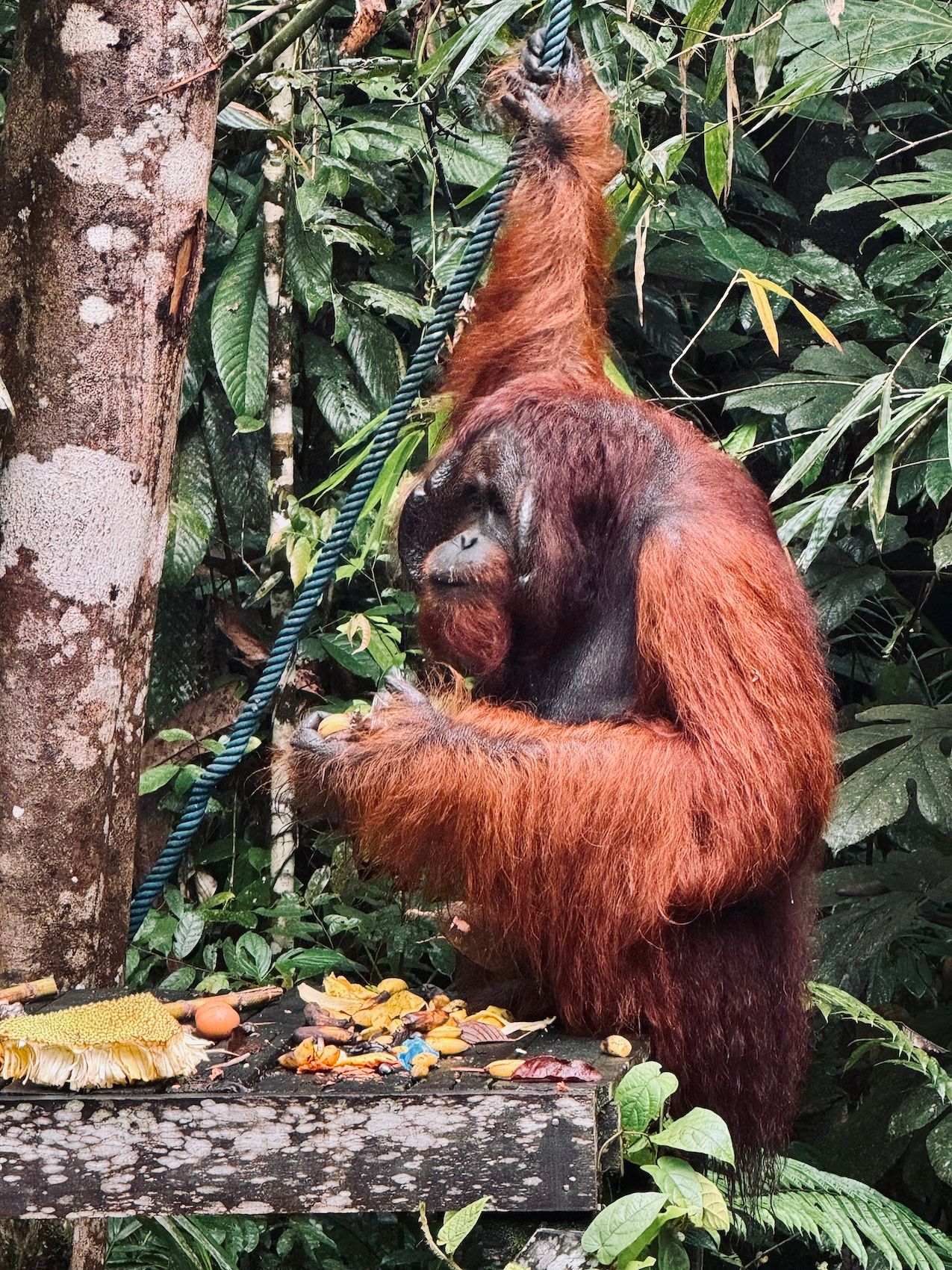 borneo orangutan 7 copy.jpeg