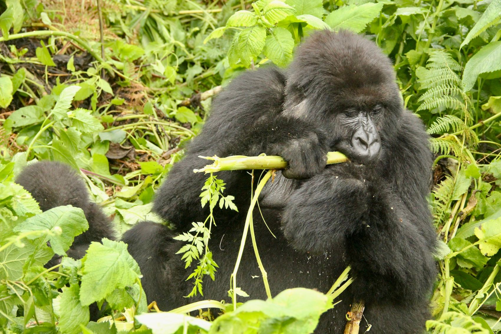 2016 Rwanda gorillas254 copy.JPG