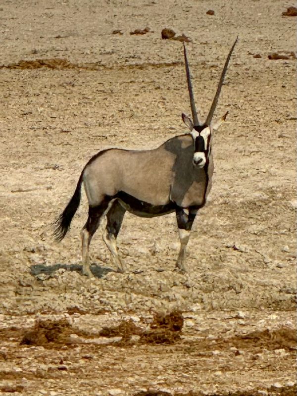 24 namibia etosha orix.jpeg