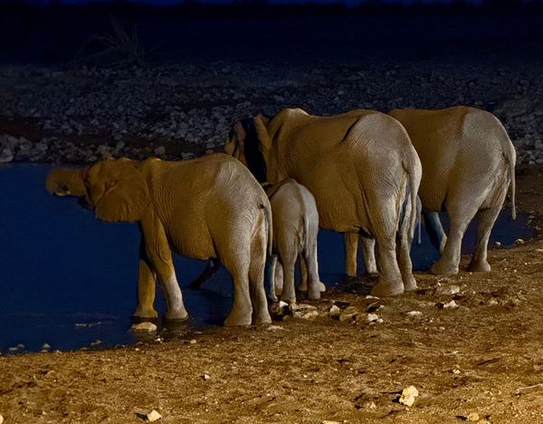 24 Namibia elephant waterhole.jpeg