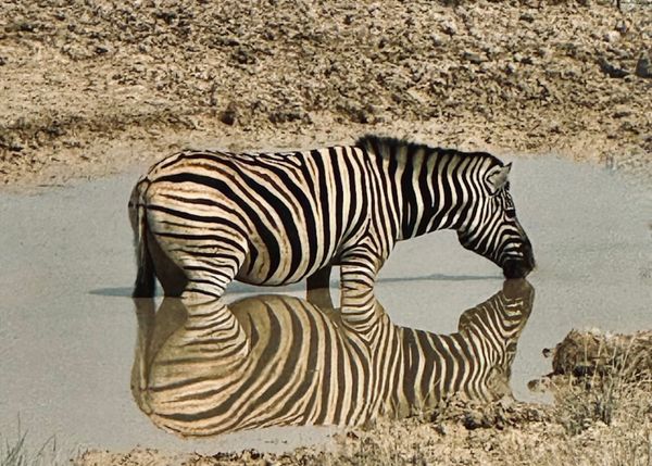 24 namibia etosha zebra best.jpeg