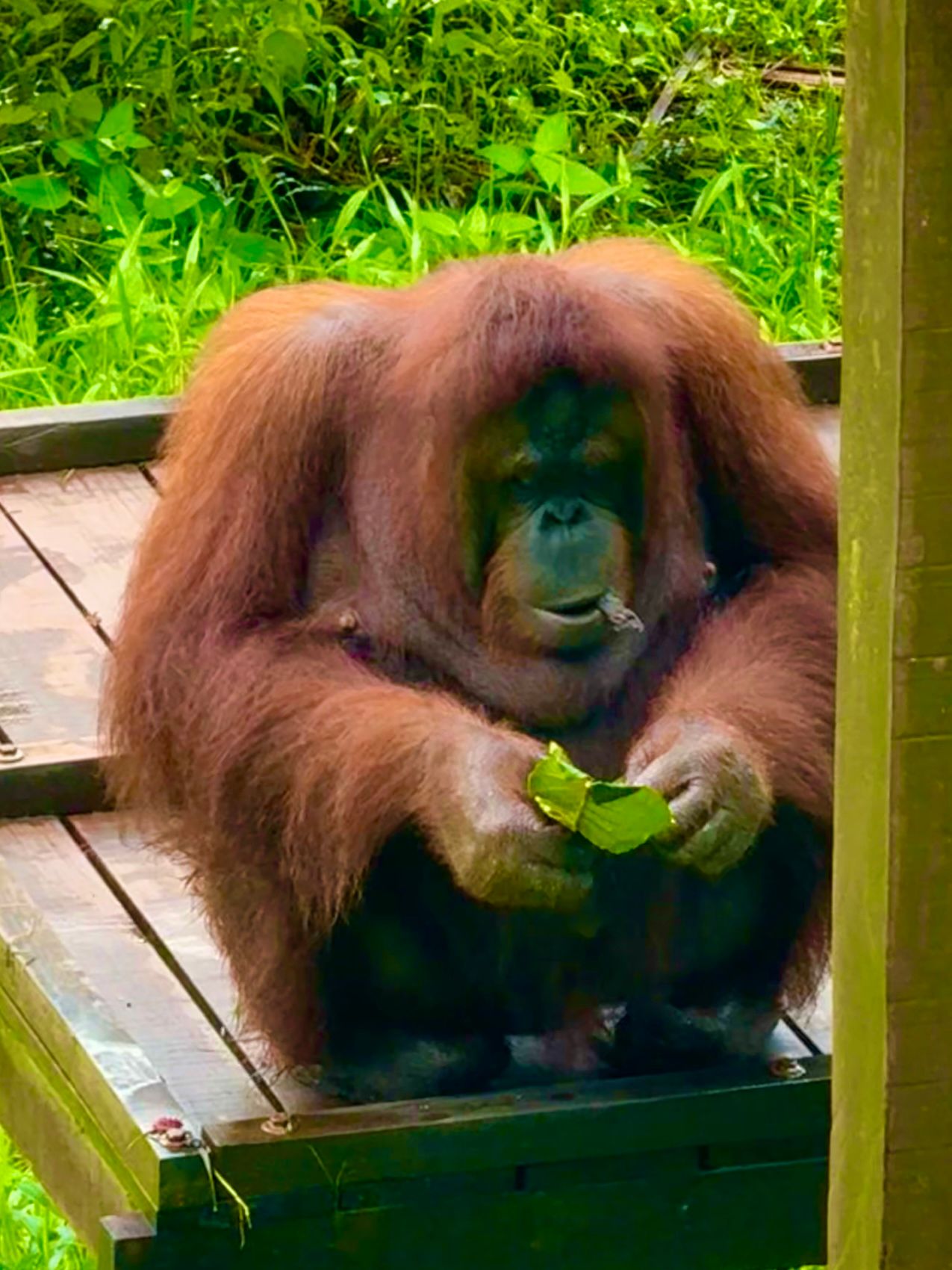 24 Malaysia Matang68.jpg