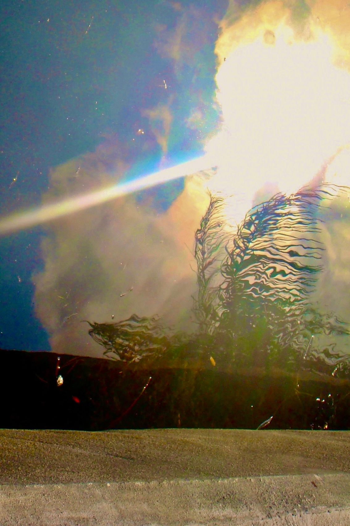 2011 backyard (2).JPG