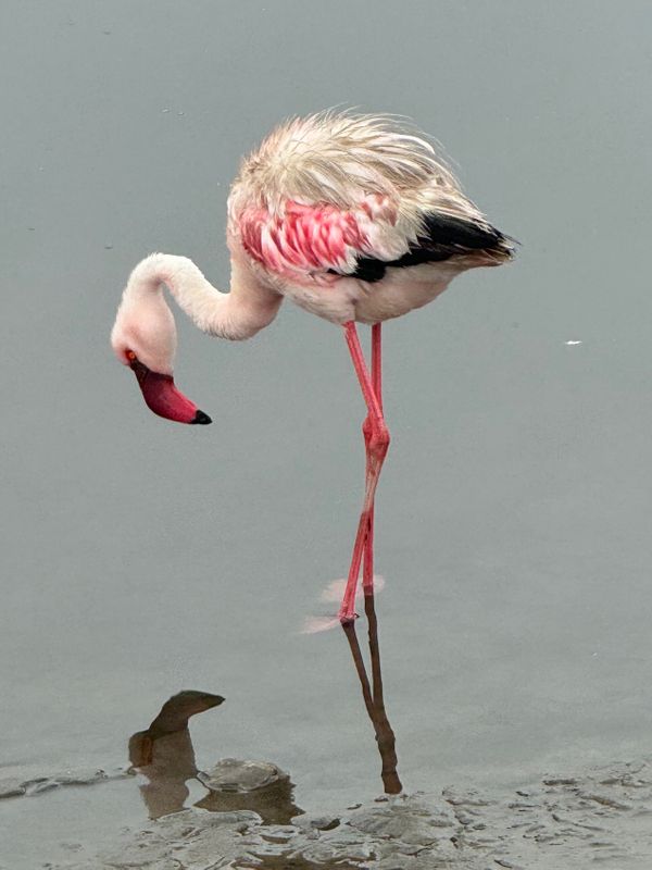 24 Namibia flamingo 1.jpeg