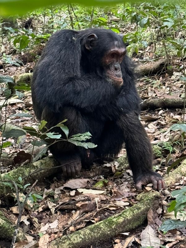 24 Uganda chimps  FAVS 19.jpeg