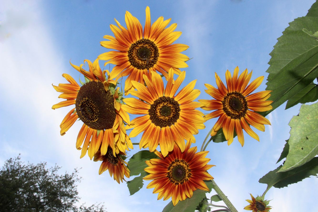 Sunflowers10.jpg