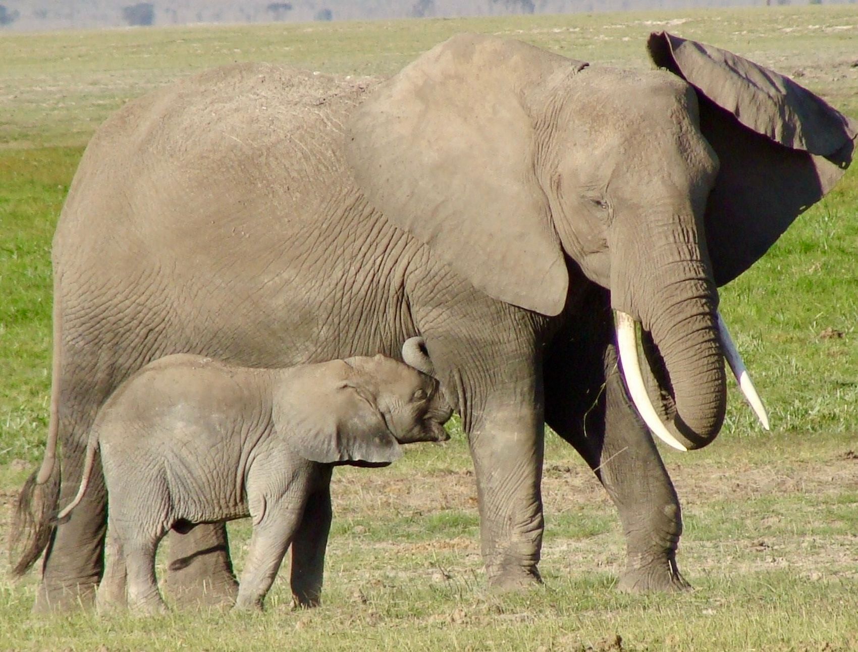 Africa 2008 388rev.JPG