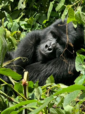 24 Uganda gorillas favs8.jpeg