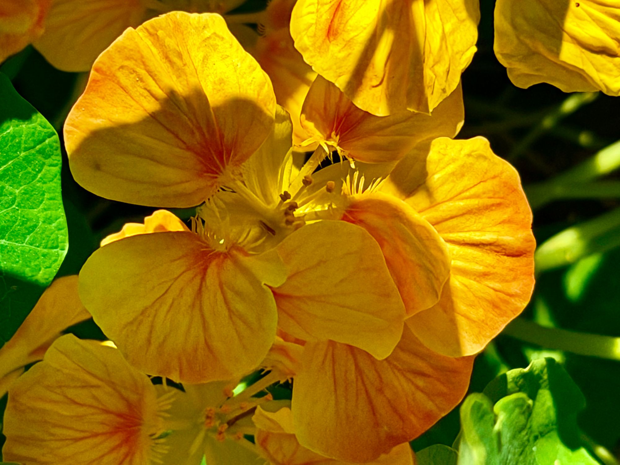 orange yellow flower.jpeg