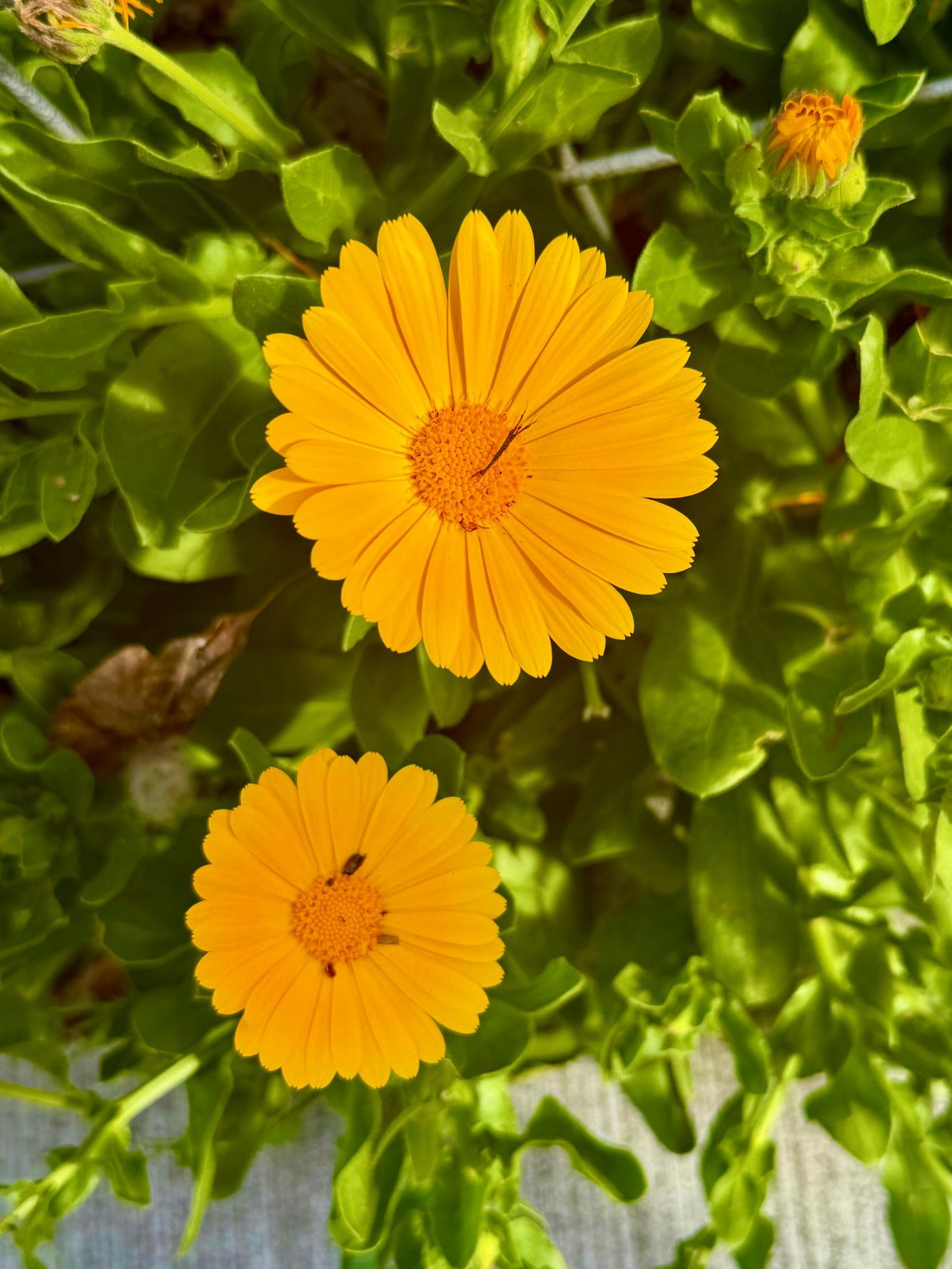 Daisy and friend.jpeg