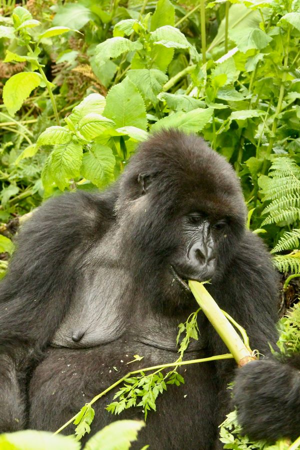 Rwanda gorillas.JPG