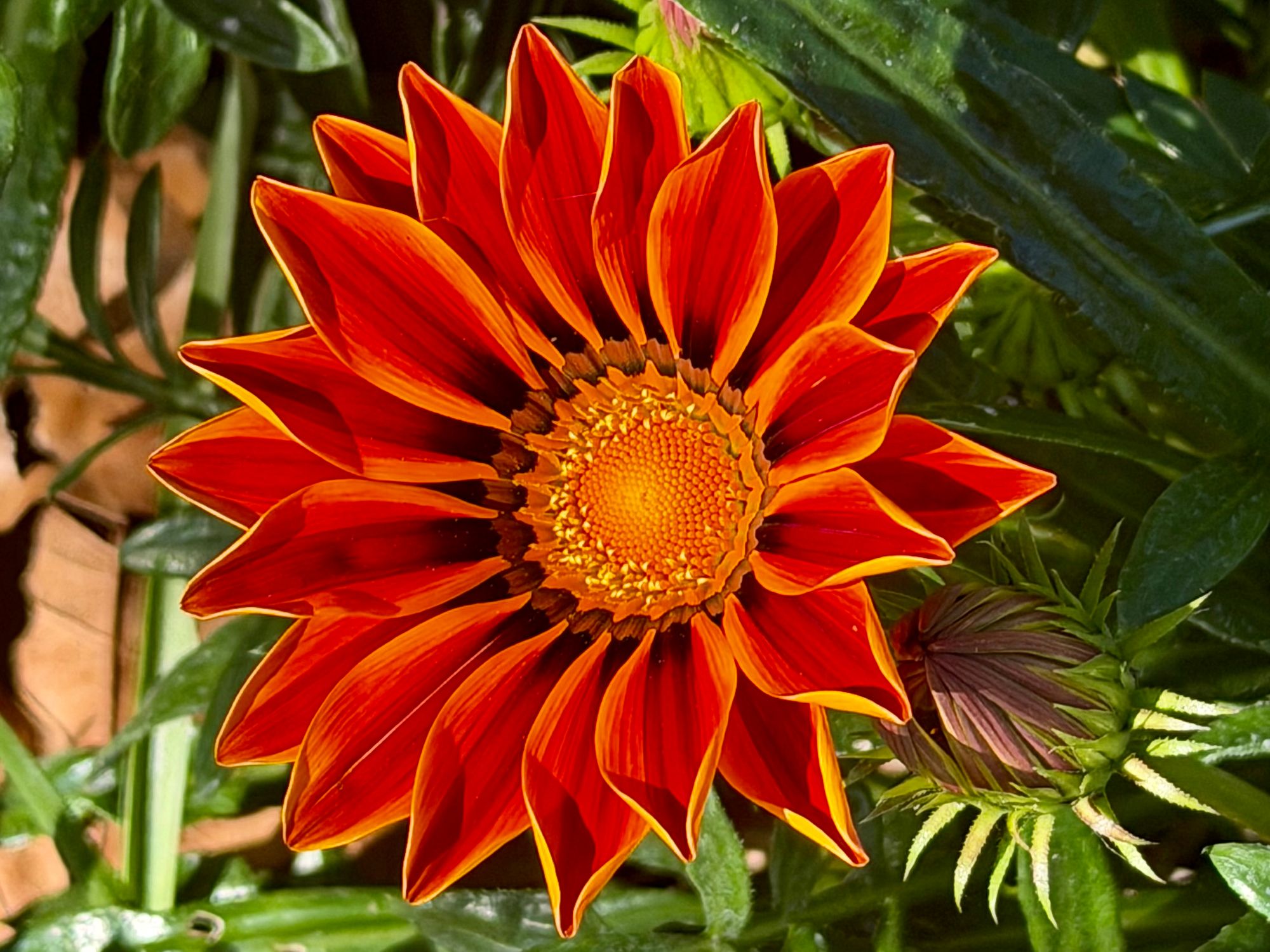 orange flower San José.jpeg