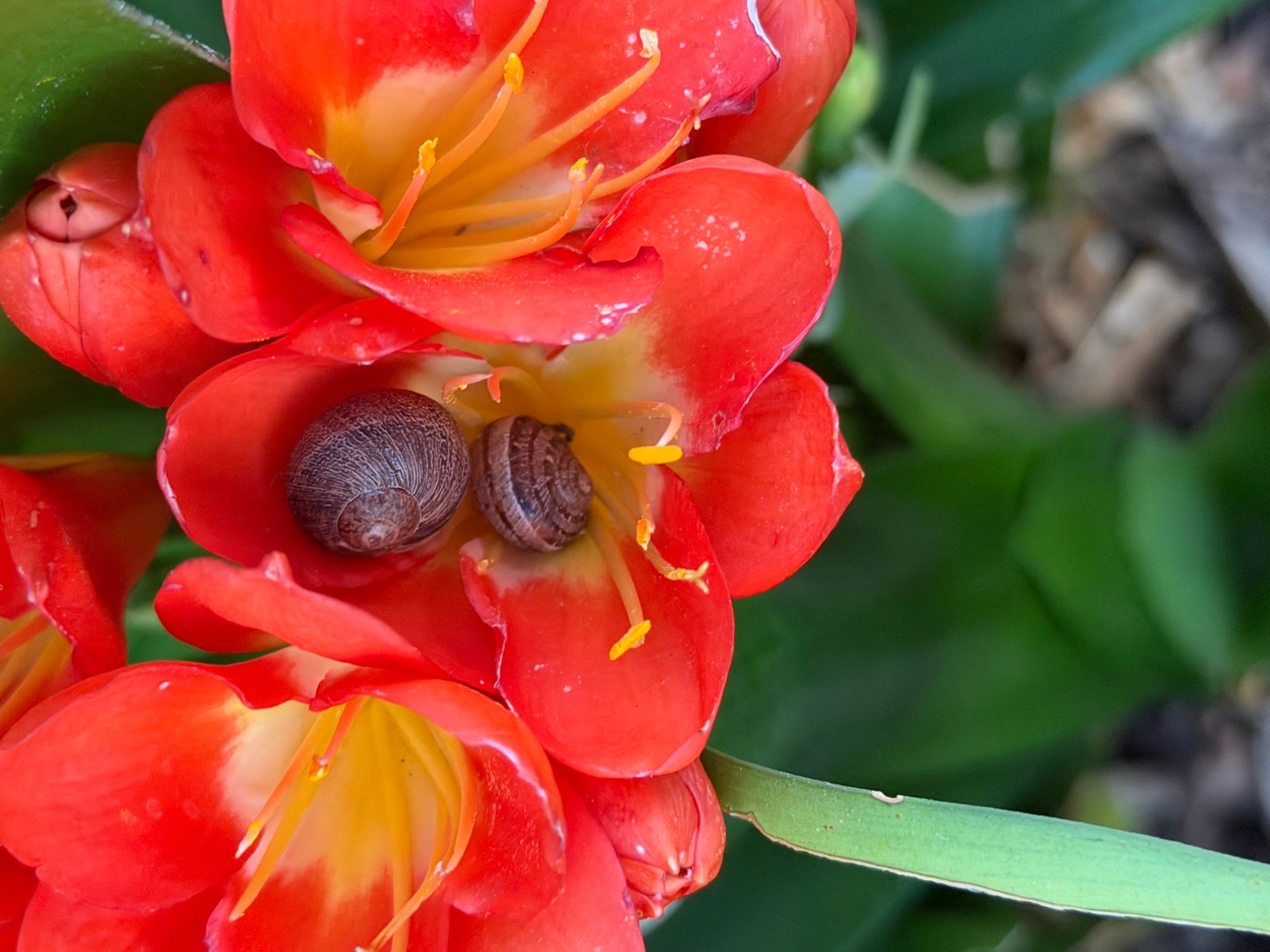 2snails and a flower.jpeg