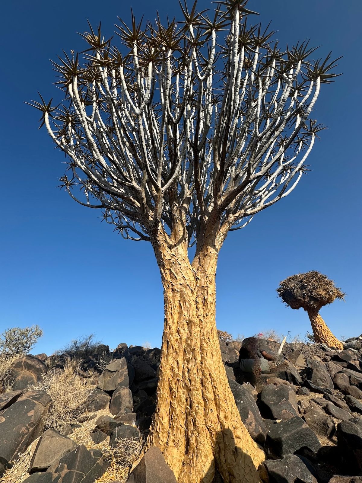 24 namibia quivertree.jpeg