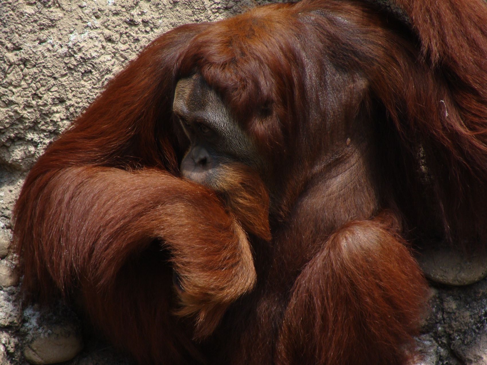 Busch Gardens orangutan.JPG