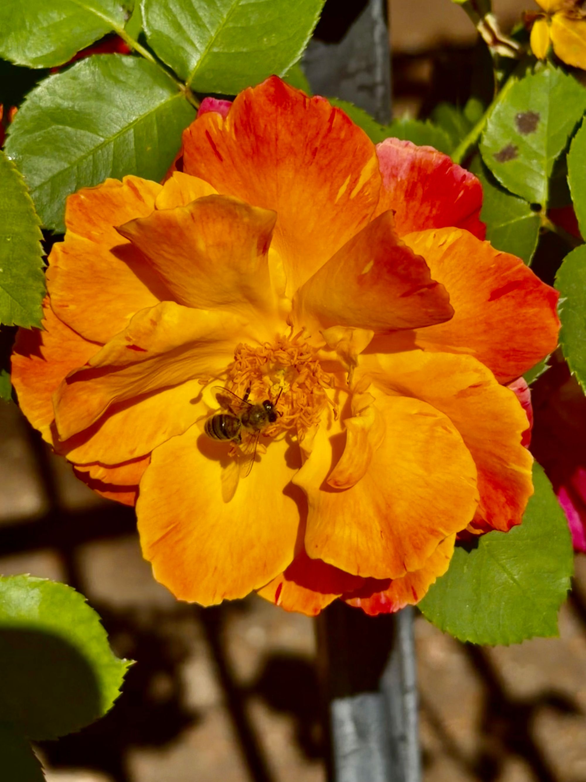 flower and bee san José.jpeg